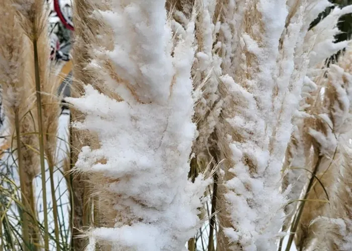 Trzesawisko 別荘 トシェンサチ